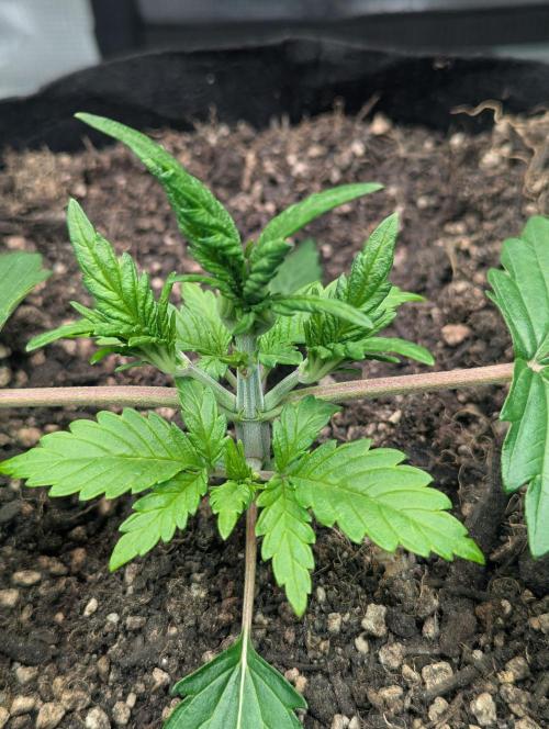 Amnesia Haze Automatic | RQS + PLAGRON. Week 2
