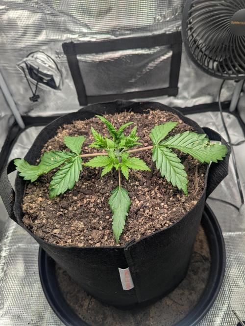 Amnesia Haze Automatic | RQS + PLAGRON. Week 2