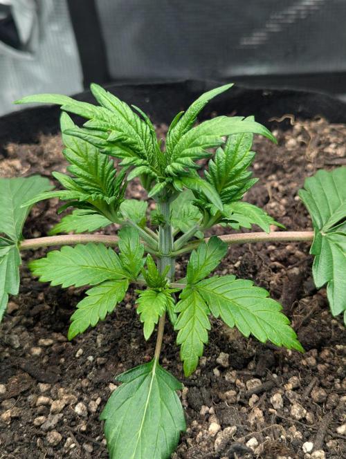 Amnesia Haze Automatic | RQS + PLAGRON. Week 2