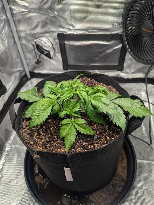 Amnesia Haze Automatic | RQS + PLAGRON. Week 3 - Thursday