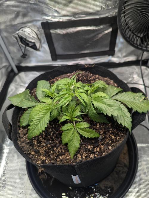 Amnesia Haze Automatic | RQS + PLAGRON. Week 3 - Thursday