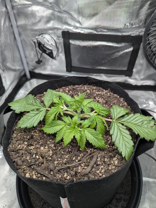 Amnesia Haze Automatic | RQS + PLAGRON. Week 3 - Monday