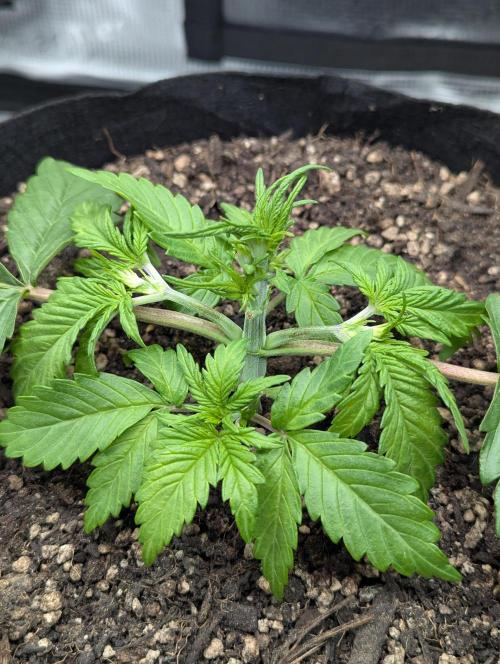 Amnesia Haze Automatic | RQS + PLAGRON. Week 3 - Monday