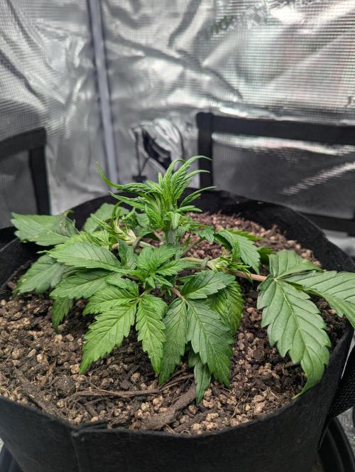 Amnesia Haze Automatic | RQS + PLAGRON. Week 3 - Wednesday