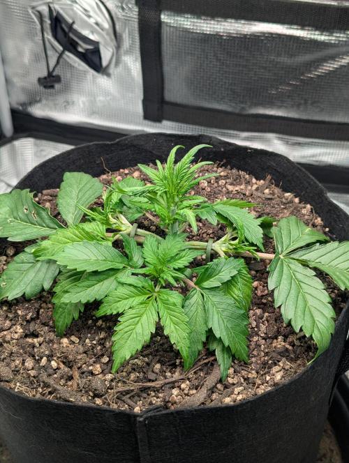 Amnesia Haze Automatic | RQS + PLAGRON. Week 3 - Wednesday