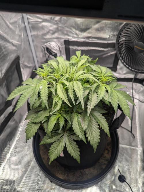 Amnesia Haze Automatic | RQS + PLAGRON. Week 4