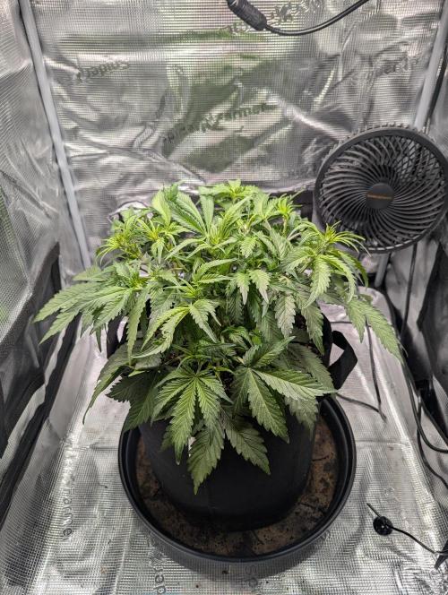 Amnesia Haze Automatic | RQS + PLAGRON. Week 4