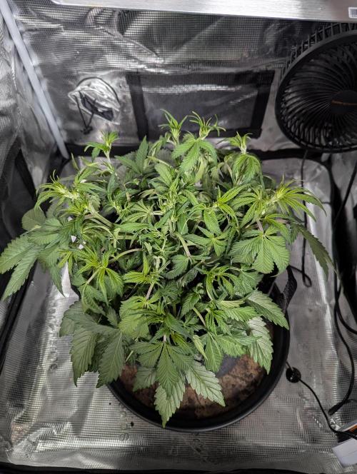 Amnesia Haze Automatic | RQS + PLAGRON. Week 4