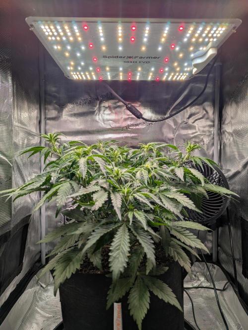 Amnesia Haze Automatic | RQS + PLAGRON. Week 5