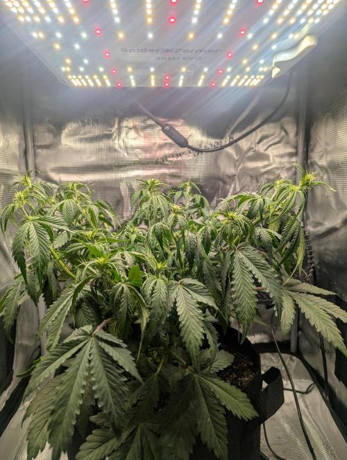 Amnesia Haze Automatic | RQS + PLAGRON. Week 5