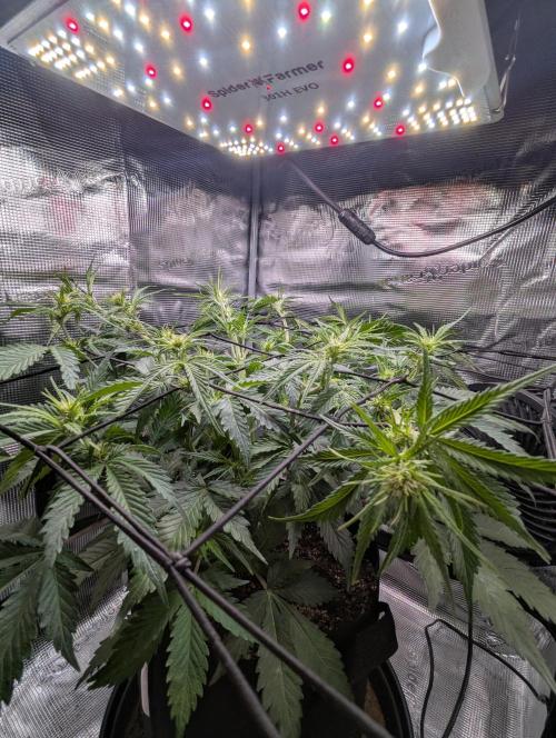 Amnesia Haze Automatic | RQS + PLAGRON. Week 5