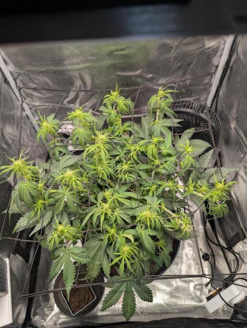 Amnesia Haze Automatic | RQS + PLAGRON. Week 5