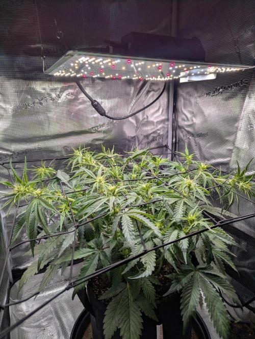 Amnesia Haze Automatic | RQS + PLAGRON. Week 5