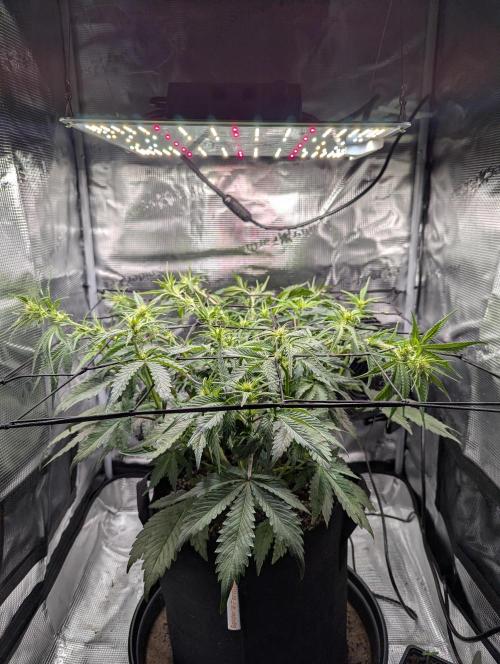 Amnesia Haze Automatic | RQS + PLAGRON. Week 5