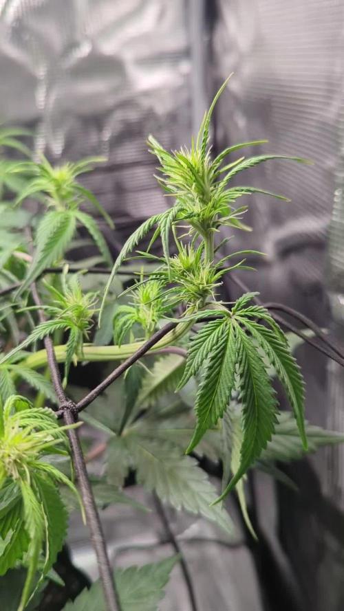 Amnesia Haze Automatic | RQS + PLAGRON