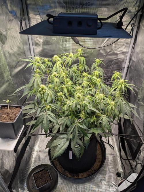 Amnesia Haze Automatic | RQS + PLAGRON. Week 6