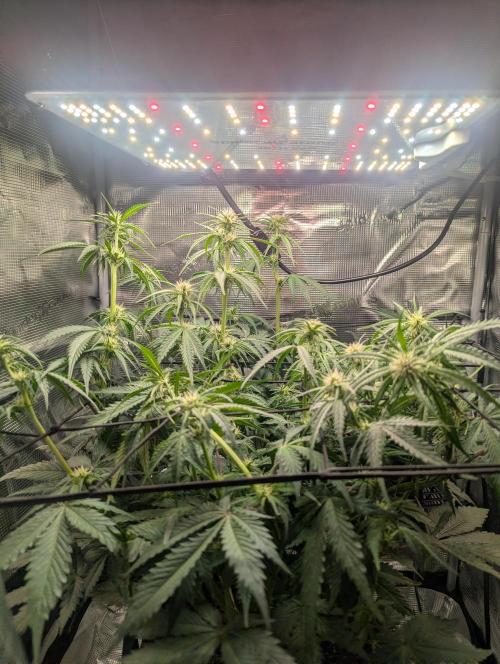 Amnesia Haze Automatic | RQS + PLAGRON. Week 6