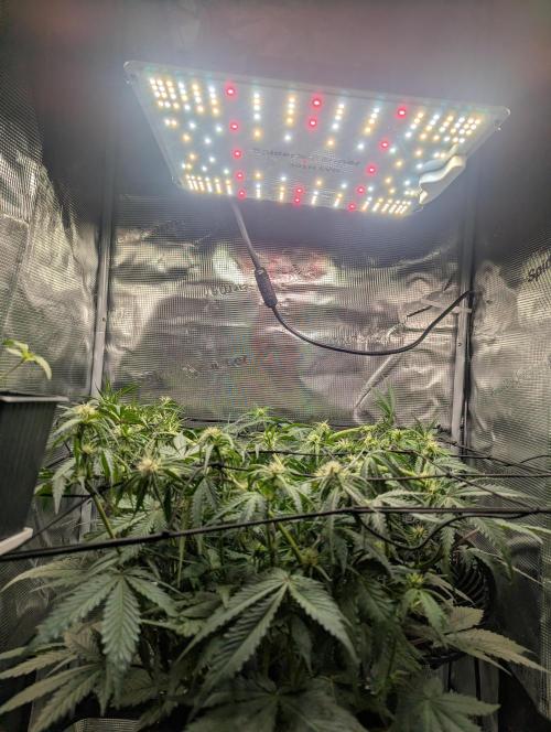 Amnesia Haze Automatic | RQS + PLAGRON. Week 6