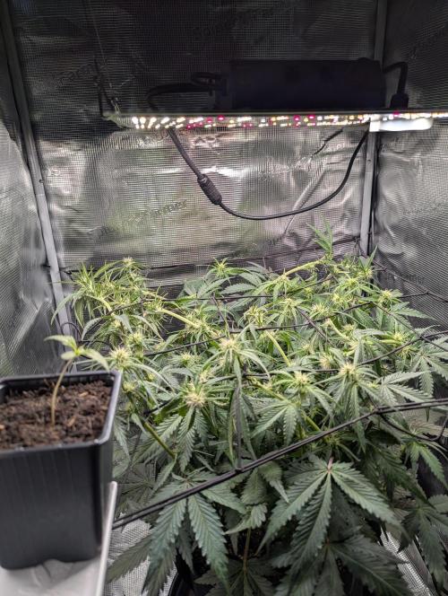 Amnesia Haze Automatic | RQS + PLAGRON. Week 6