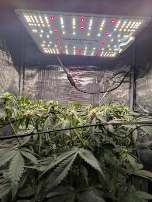 Amnesia Haze Automatic | RQS + PLAGRON. Week 6