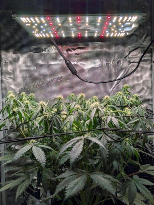 Amnesia Haze Automatic | RQS + PLAGRON. Week 6