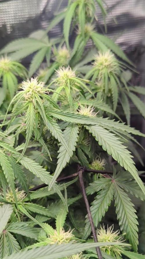 Amnesia Haze Automatic | RQS + PLAGRON