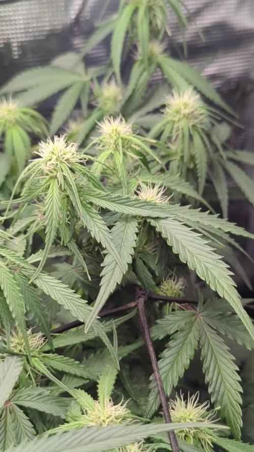 Amnesia Haze Automatic | RQS + PLAGRON