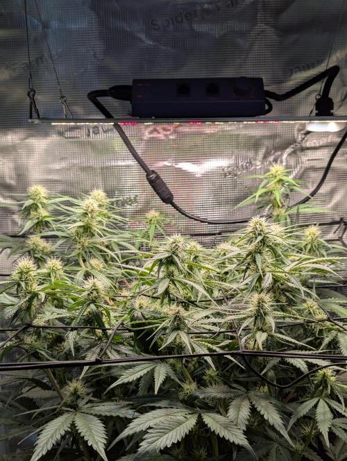 Amnesia Haze Automatic | RQS + PLAGRON. Week 7