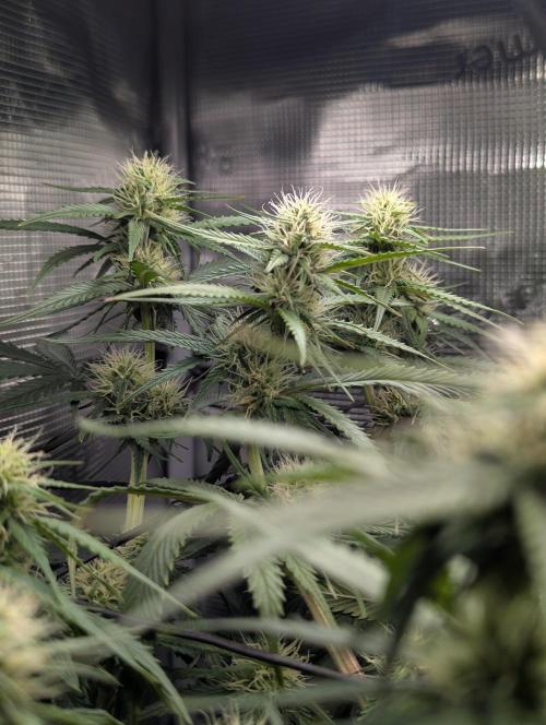 Amnesia Haze Automatic | RQS + PLAGRON. Week 7
