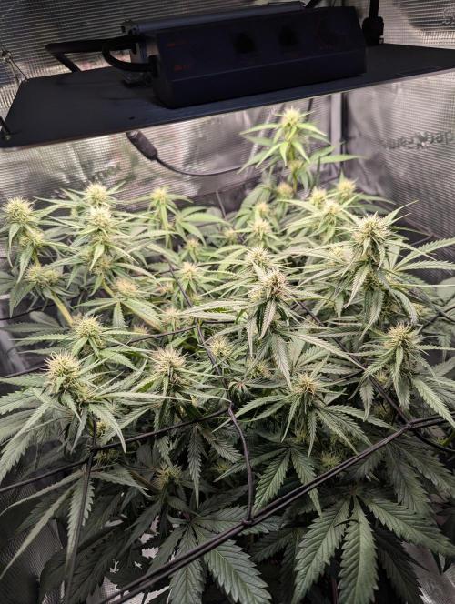 Amnesia Haze Automatic | RQS + PLAGRON. Week 7