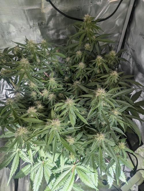 Amnesia Haze Automatic | RQS + PLAGRON. Week 7