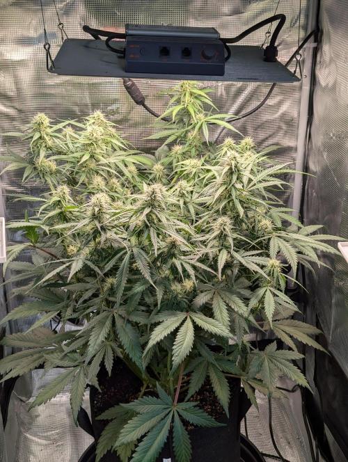 Amnesia Haze Automatic | RQS + PLAGRON. Week 7