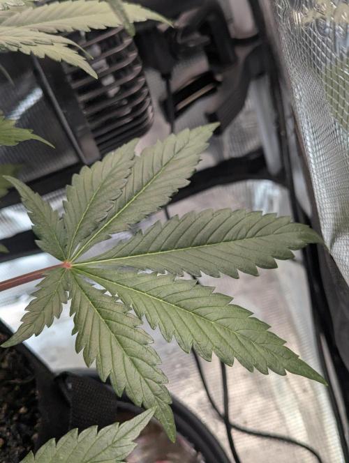 Amnesia Haze Automatic | RQS + PLAGRON. Week 8
