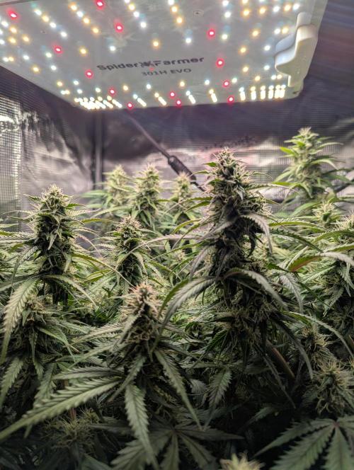 Amnesia Haze Automatic | RQS + PLAGRON. Week 8