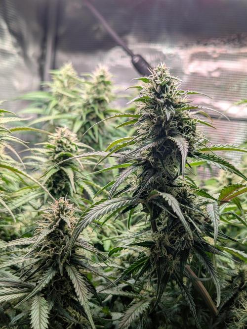 Amnesia Haze Automatic | RQS + PLAGRON. Week 8