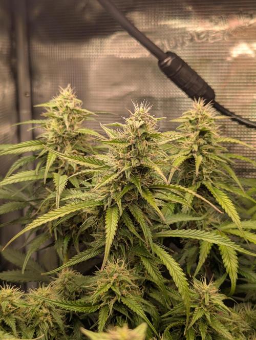 Amnesia Haze Automatic | RQS + PLAGRON. Week 8