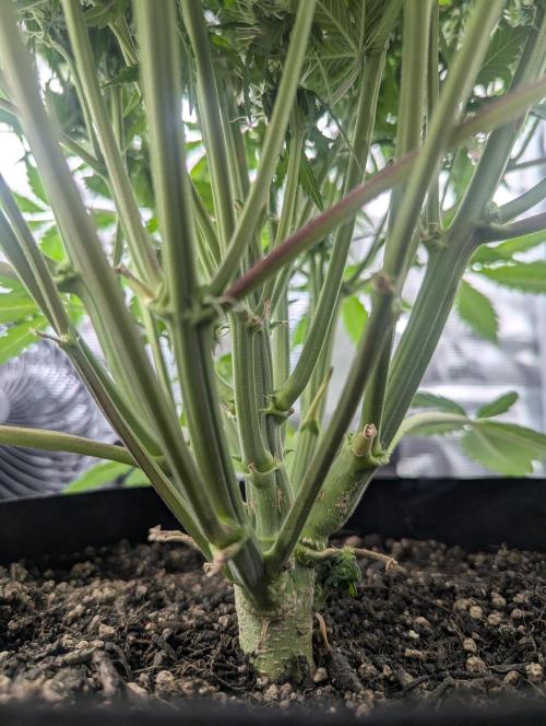 Amnesia Haze Automatic | RQS + PLAGRON. Week 8