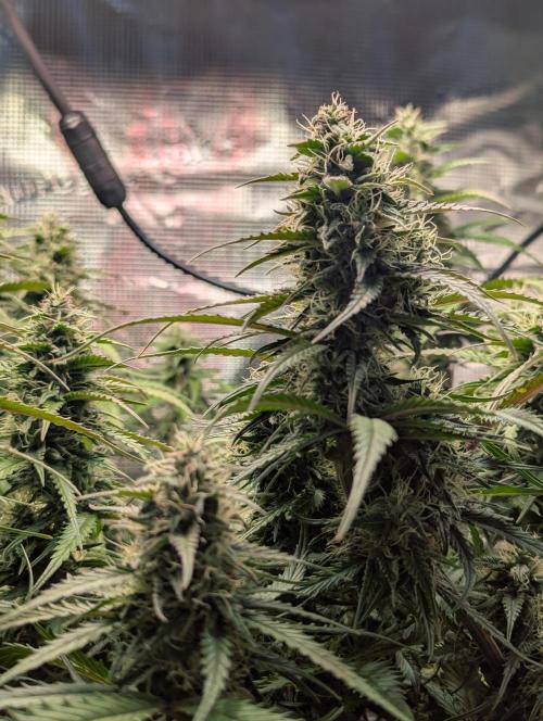 Amnesia Haze Automatic | RQS + PLAGRON. Week 8