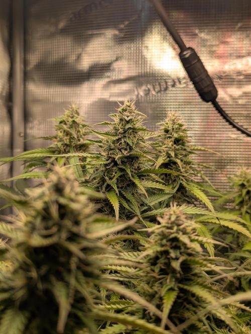 Amnesia Haze Automatic | RQS + PLAGRON. Week 8