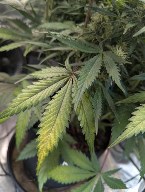 Amnesia Haze Automatic. Week 8