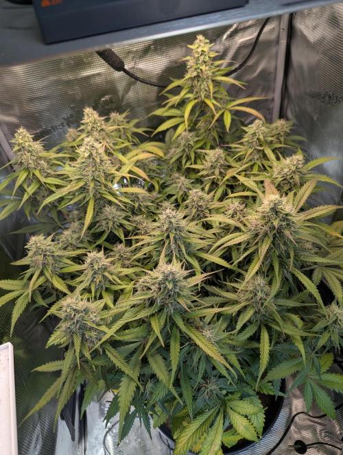 Amnesia Haze Automatic | RQS + PLAGRON. Week 9