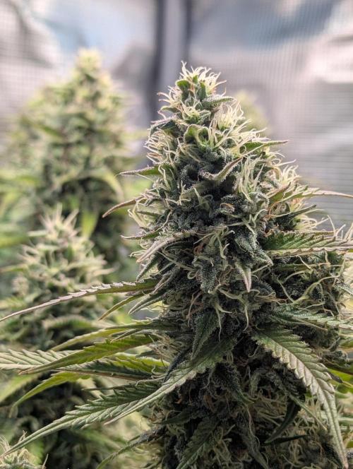Amnesia Haze Automatic | RQS + PLAGRON. Week 9