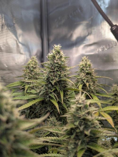 Amnesia Haze Automatic | RQS + PLAGRON. Week 9