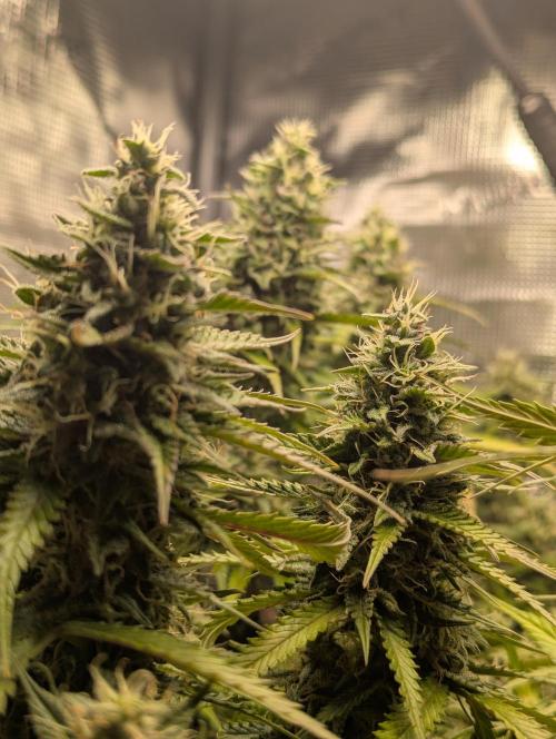 Amnesia Haze Automatic | RQS + PLAGRON. Week 9