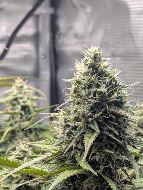 Amnesia Haze Automatic | RQS + PLAGRON. Week 9