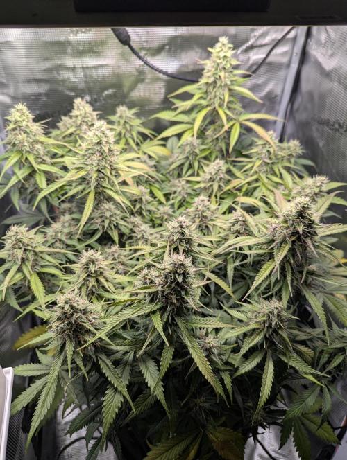Amnesia Haze Automatic | RQS + PLAGRON. Week 9