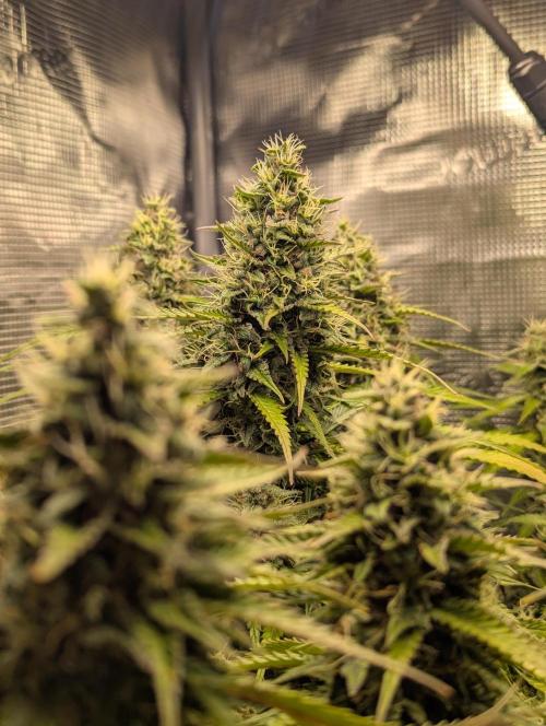 Amnesia Haze Automatic | RQS + PLAGRON. Week 9