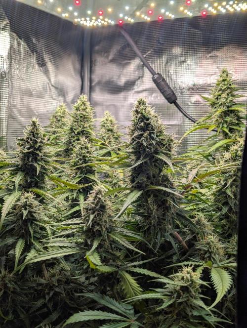 Amnesia Haze Automatic. Week 9