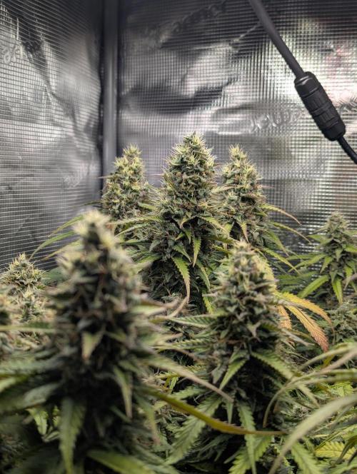 Amnesia Haze Automatic | RQS + PLAGRON. Week 10