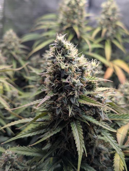 Amnesia Haze Automatic | RQS + PLAGRON. Week 10